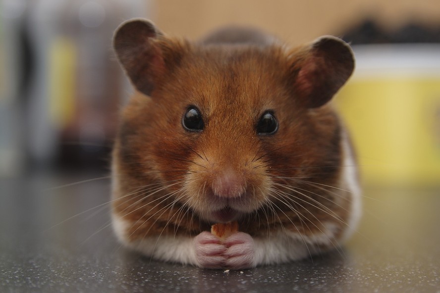 Hamster de pelagem marrom e branca