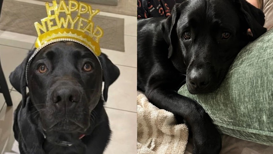 Miller, labrador preto de seis anos
