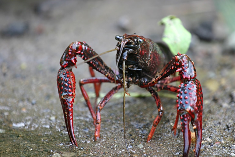Lagostim Procambarus clarkii
