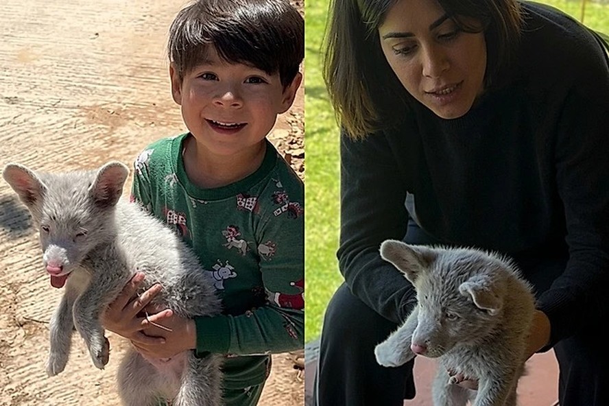 Menino segura filhote de cachorro encontrado em uma estrada
