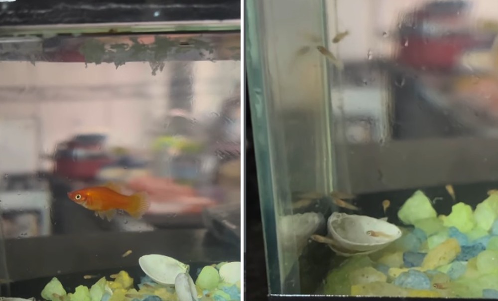Vários filhotes de peixe nadando em um aquário