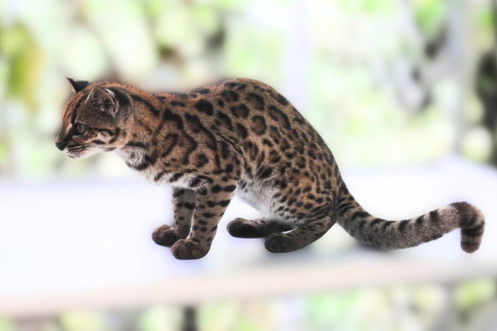 Gato-do-mato-pequeno Leopardus tilcayo sobre galho em área de vegetação