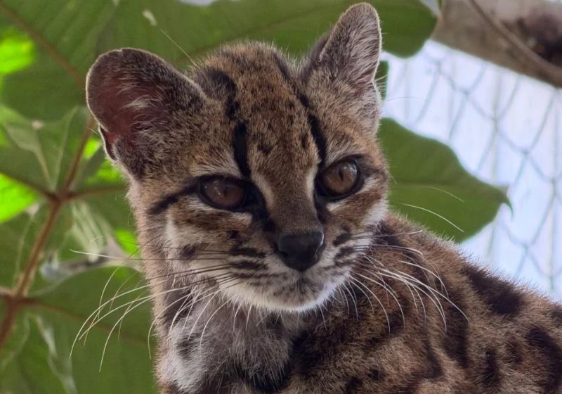 Leopardus tilcayo, novo gato selvagem identificado na Bolívia