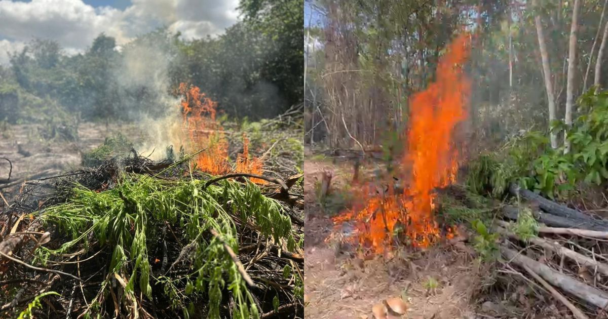 Pés de maconha destruídos pela Polícia Federal no Pará