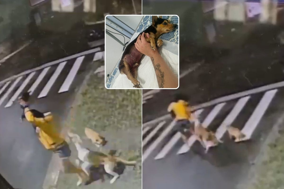 Pinscher Pi, que morreu após ataque de pit bull em Peruíbe