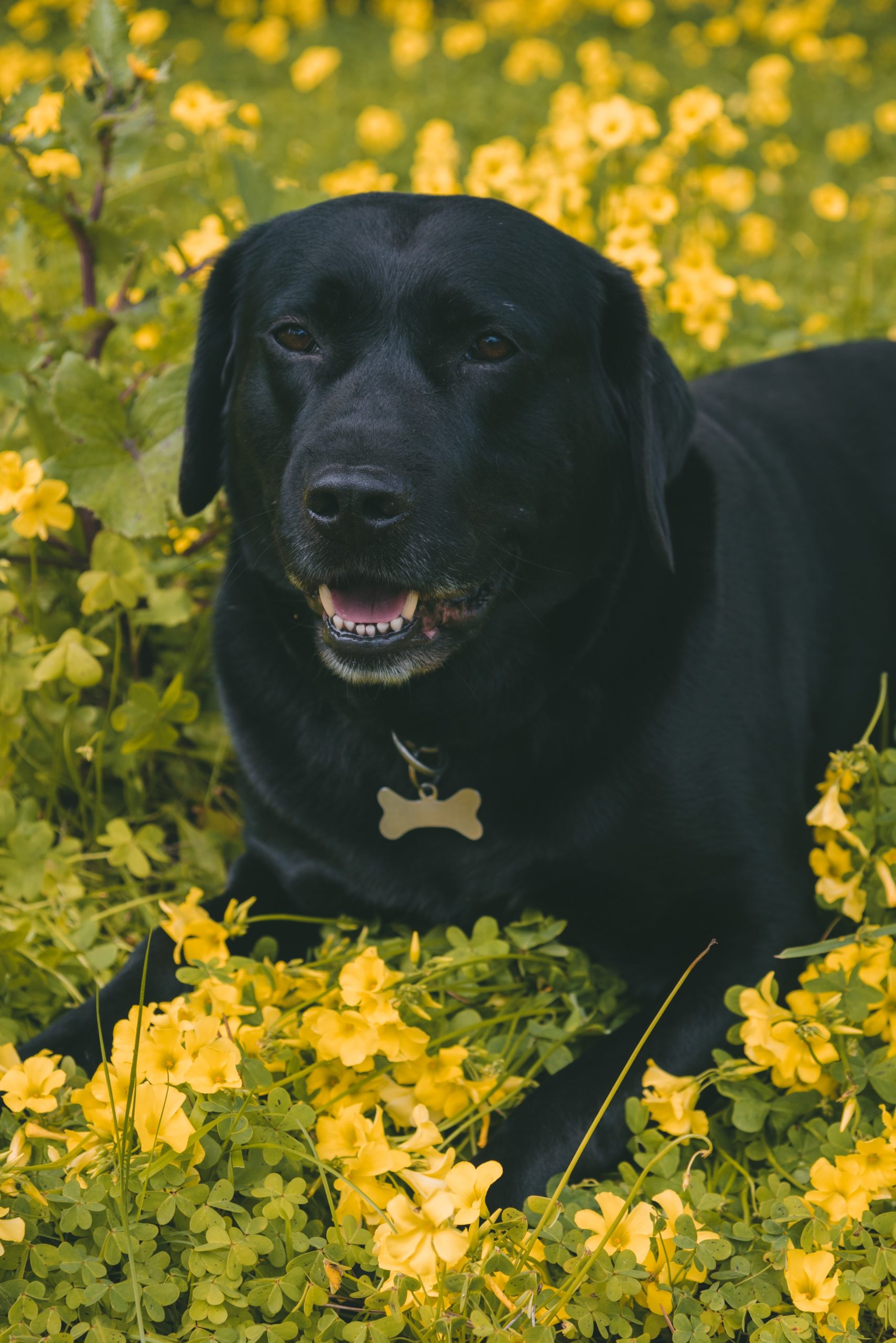 Cachorro entre plantas - Foto: Reprodução