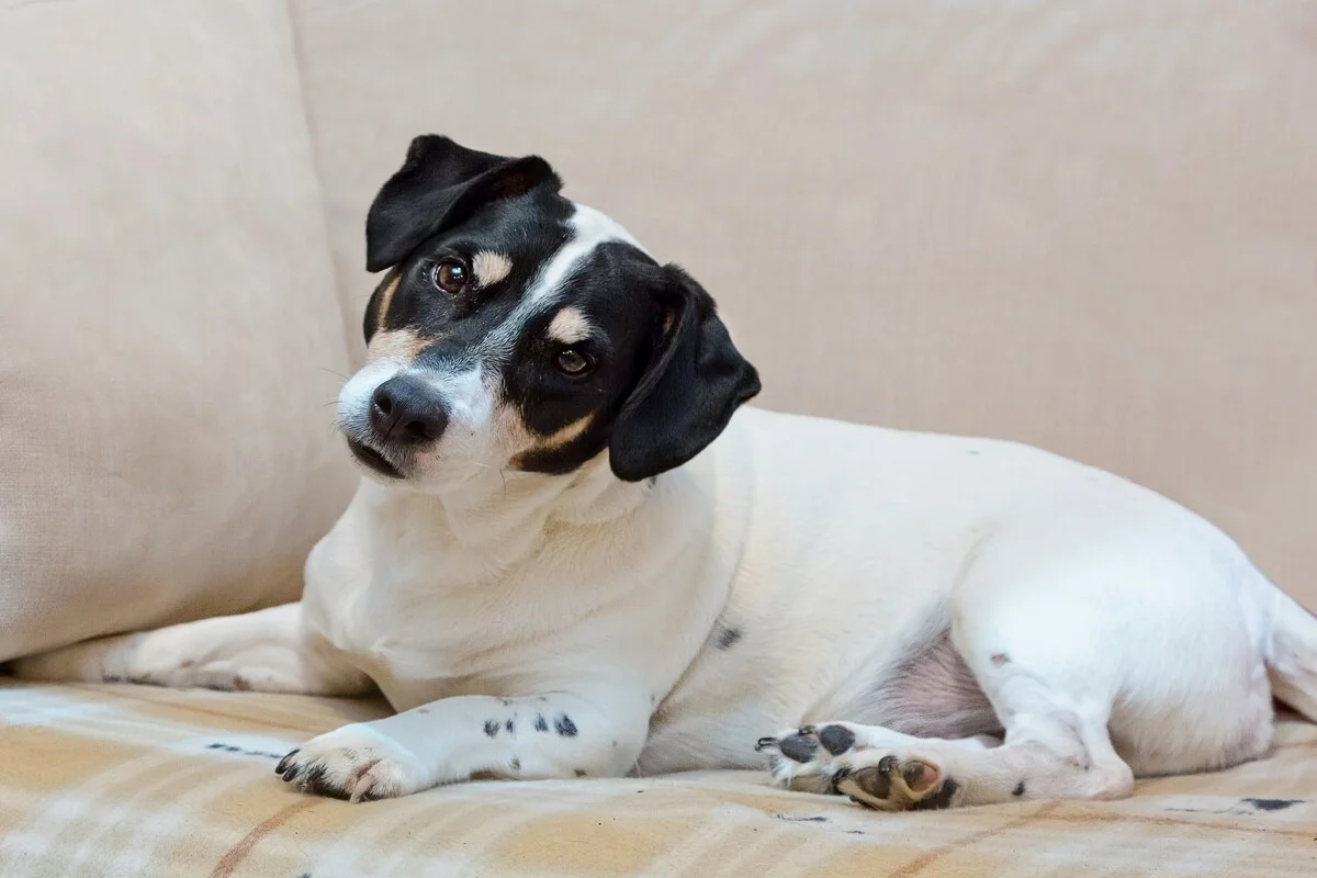 Cão com a cabeça inclinada