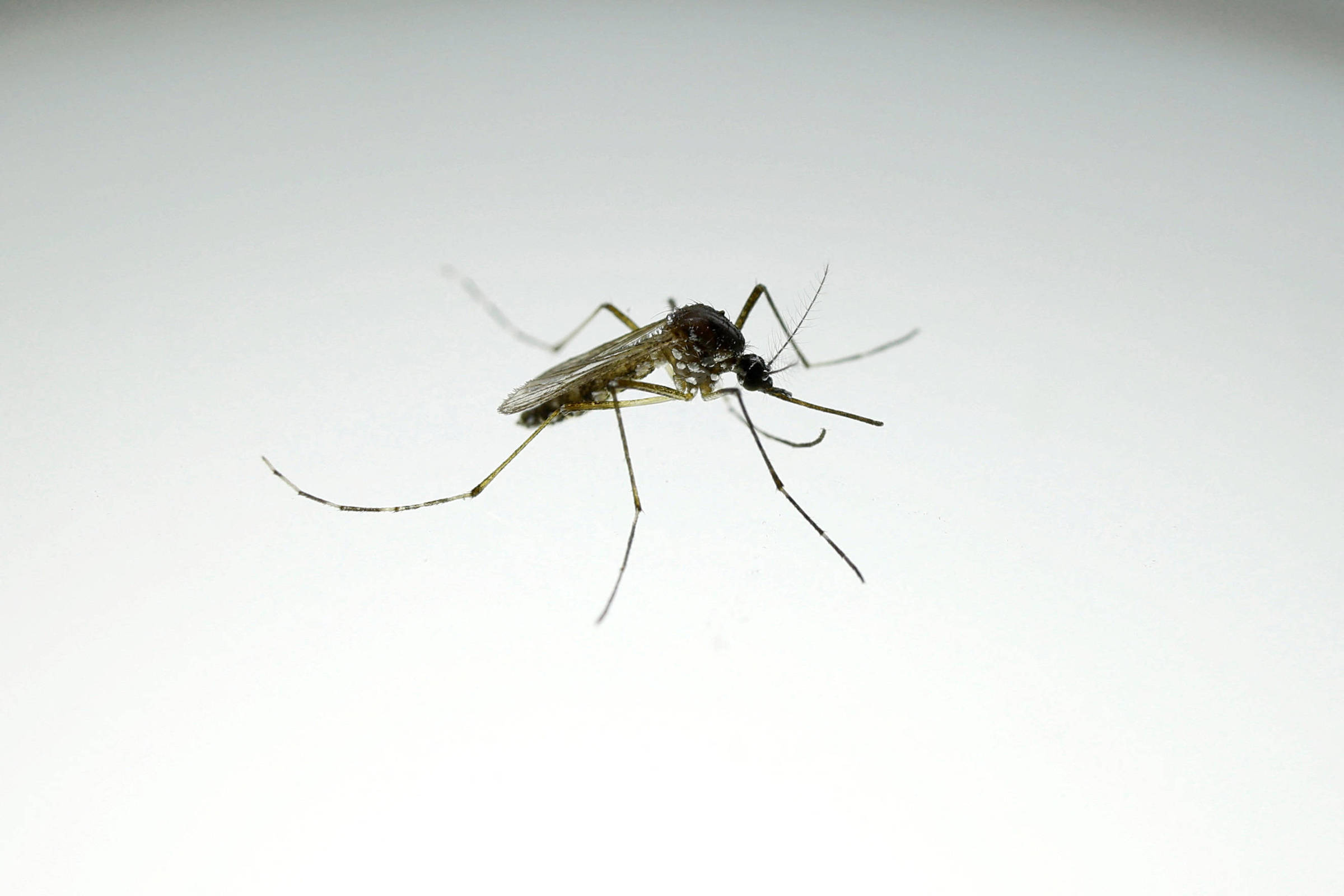 Mosquito Aedes aegypti sobre fundo claro