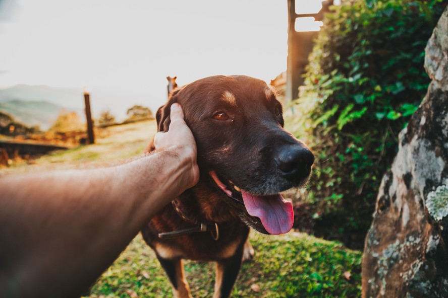 Cão de estimação