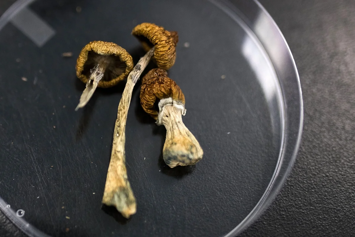 Cogumelos associados à psilocibina