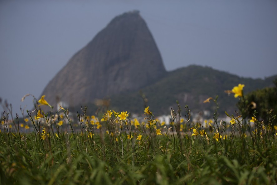 Árvores e jardins floridos no Aterro do Flamengo