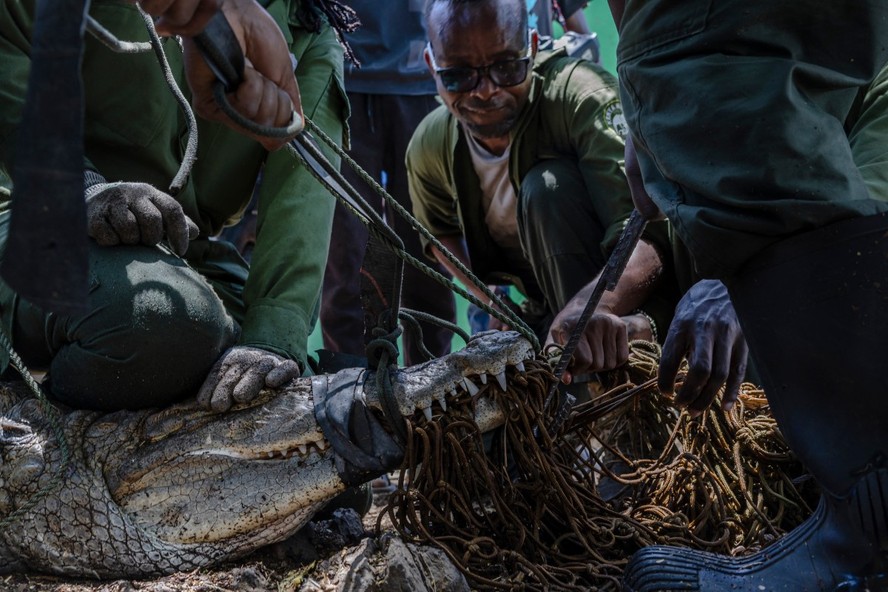 Agentes de fauna capturam crocodilo em rede no lago Baringo, no Quênia