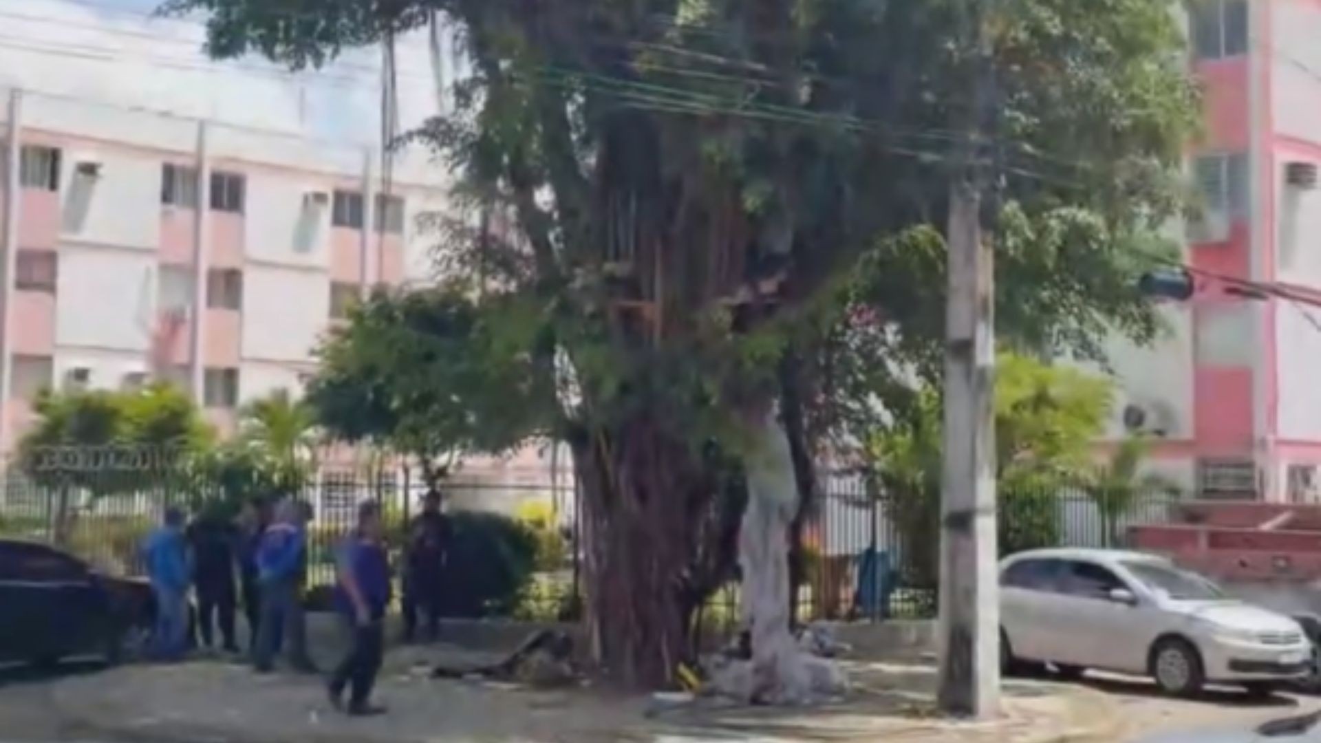 Estrutura improvisada em uma árvore sendo desmontada no Recife