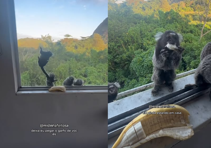Seis saguis alinhados em uma janela
