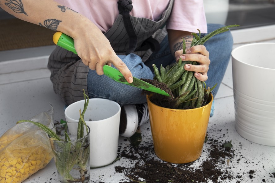 Planta em vaso com raízes apertadas no substrato