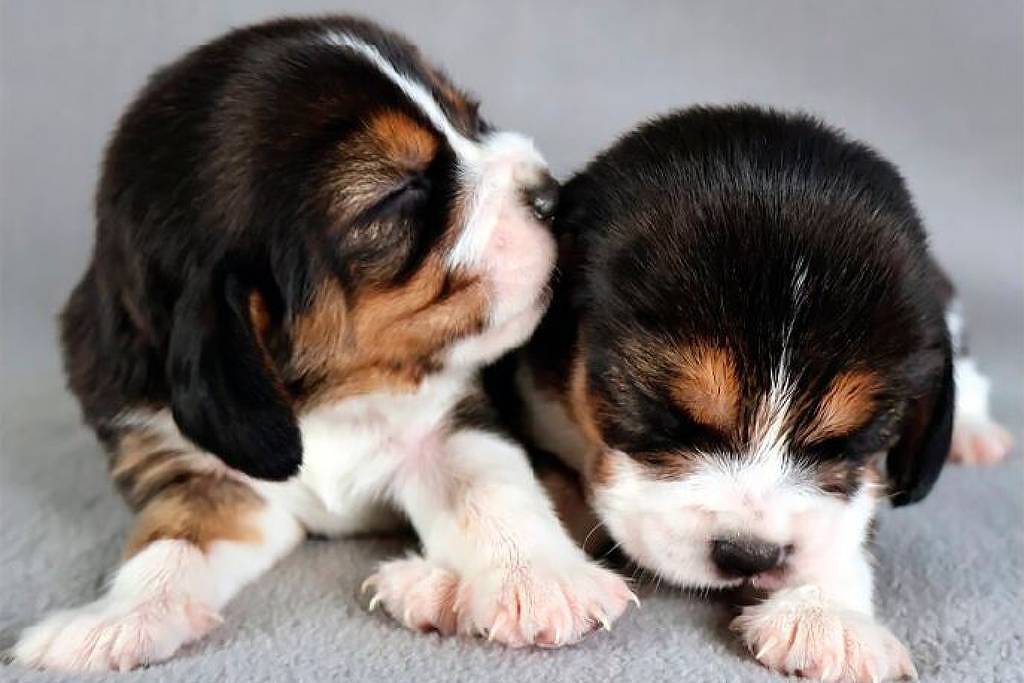 Dois filhotes de beagle deitados lado a lado