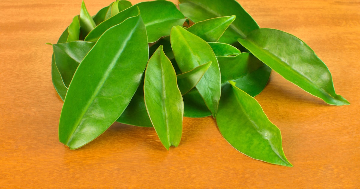 Folhas verdes de ora-pro-nóbis