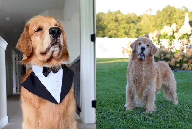 Courtney Budzyn com os cães Tucker e Todd