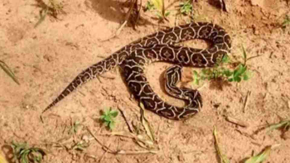 Cobra em área de vegetação