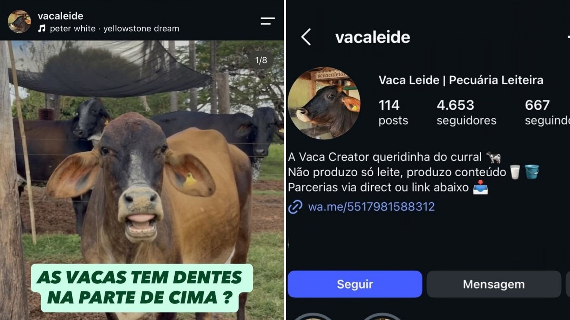 Vaca Leide e touro Xerife, bovinos que fazem sucesso nas redes sociais