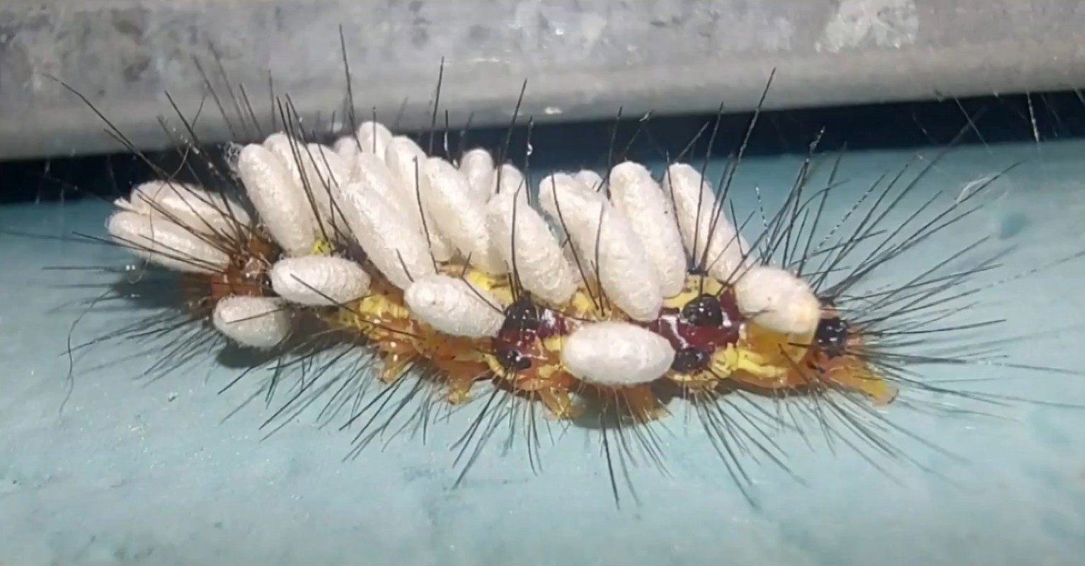 Lagarta coberta por pequenos casulos brancos de vespa parasitoide