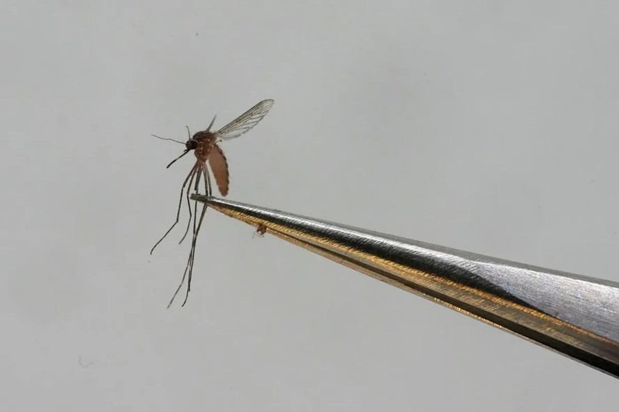 Mosquito associado à transmissão do vírus do Nilo Ocidental