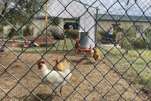Doença em granja de SC ameaça exportações de frango à China; entenda