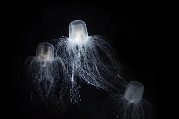 Água-viva imortal inspira estudos sobre rejuvenescimento celular
