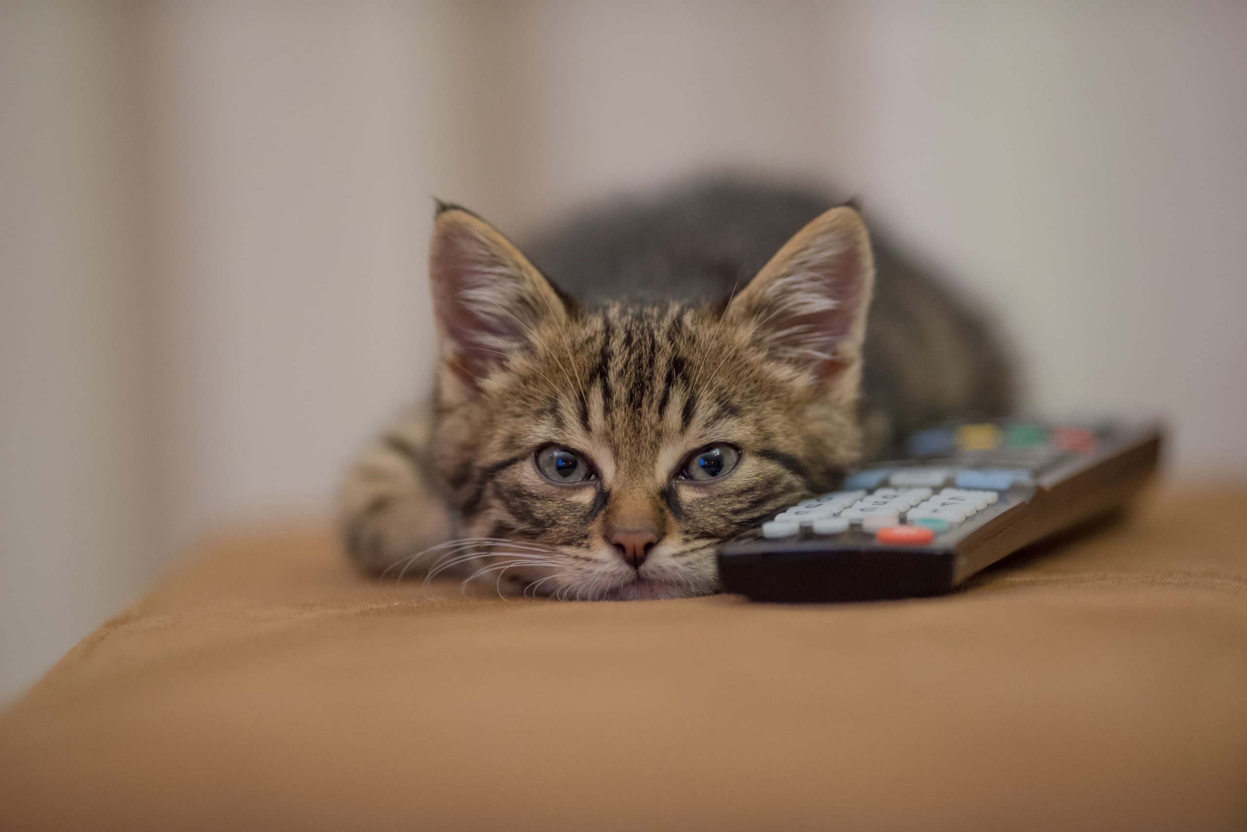 Gato doméstico próximo a uma janela