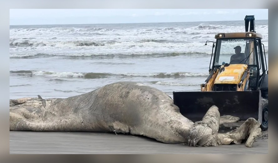 Baleia-jubarte morta na faixa de areia da praia de Mongaguá
