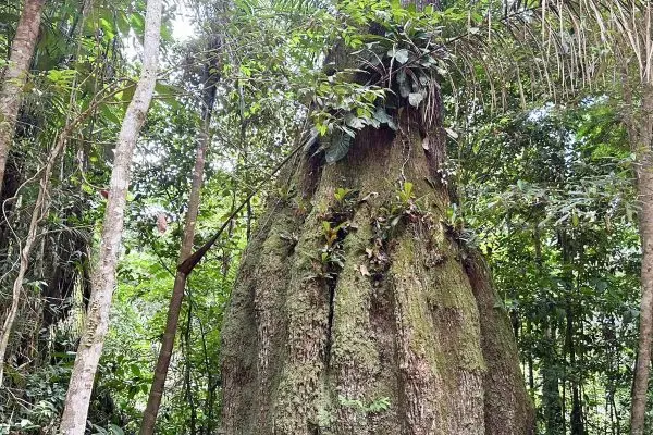 Brasil atualiza lista com 3.730 espécies da flora ameaçadas de extinção