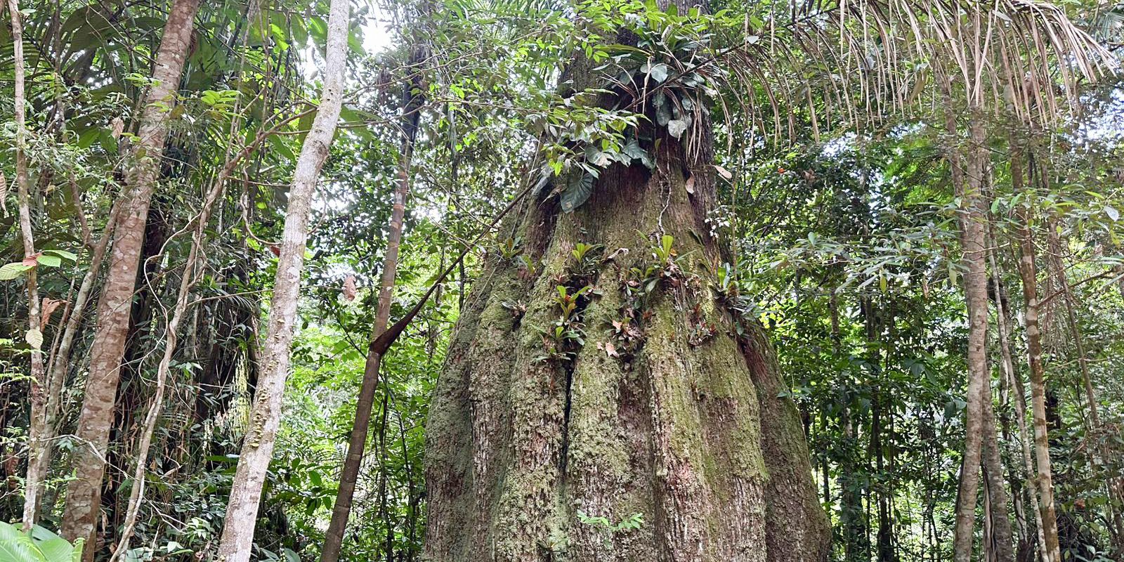Floresta Amazônica conservada em Caracaraí, Roraima