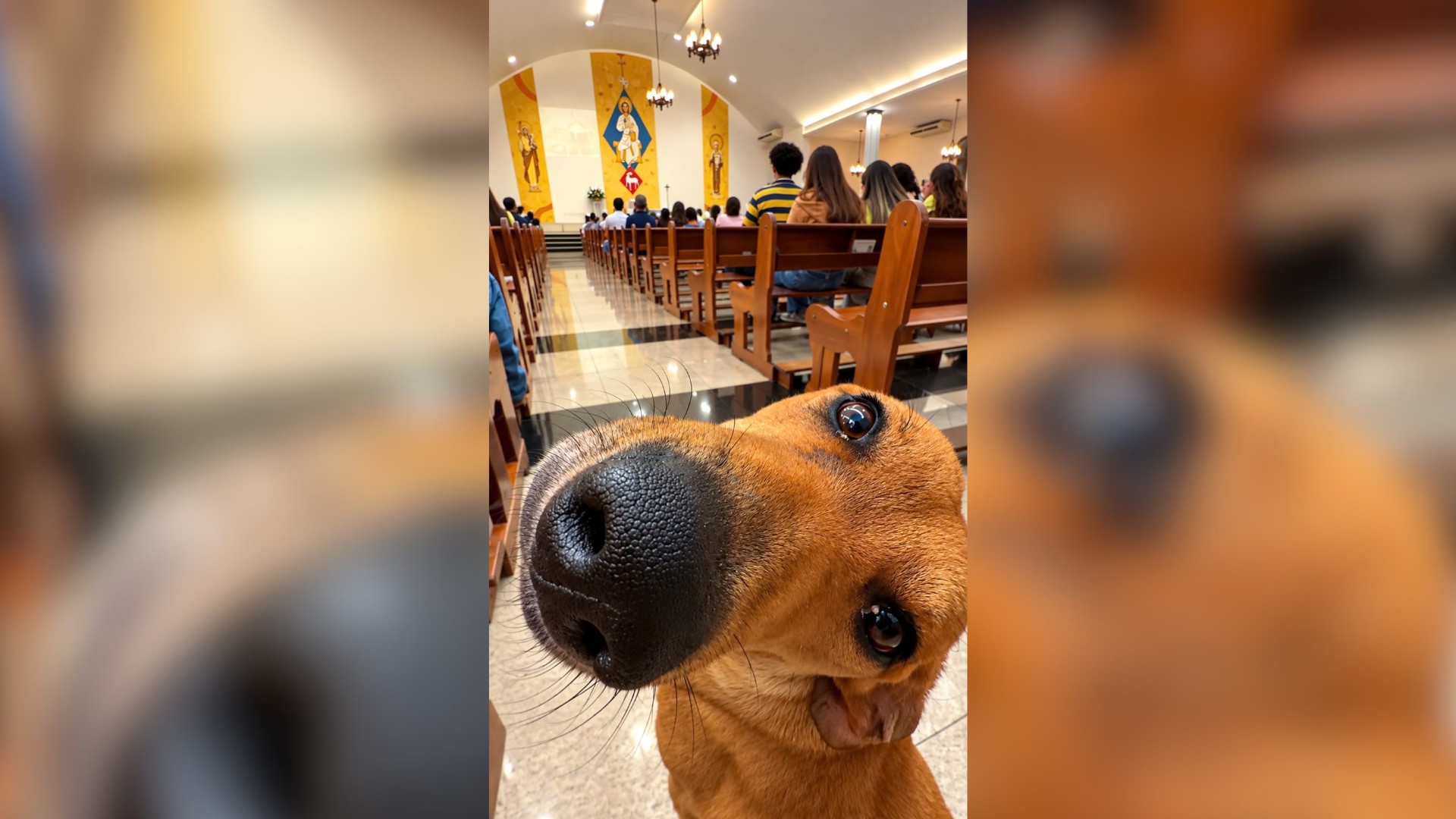 Cachorro caramelo dentro de igreja durante missa em Mirassol