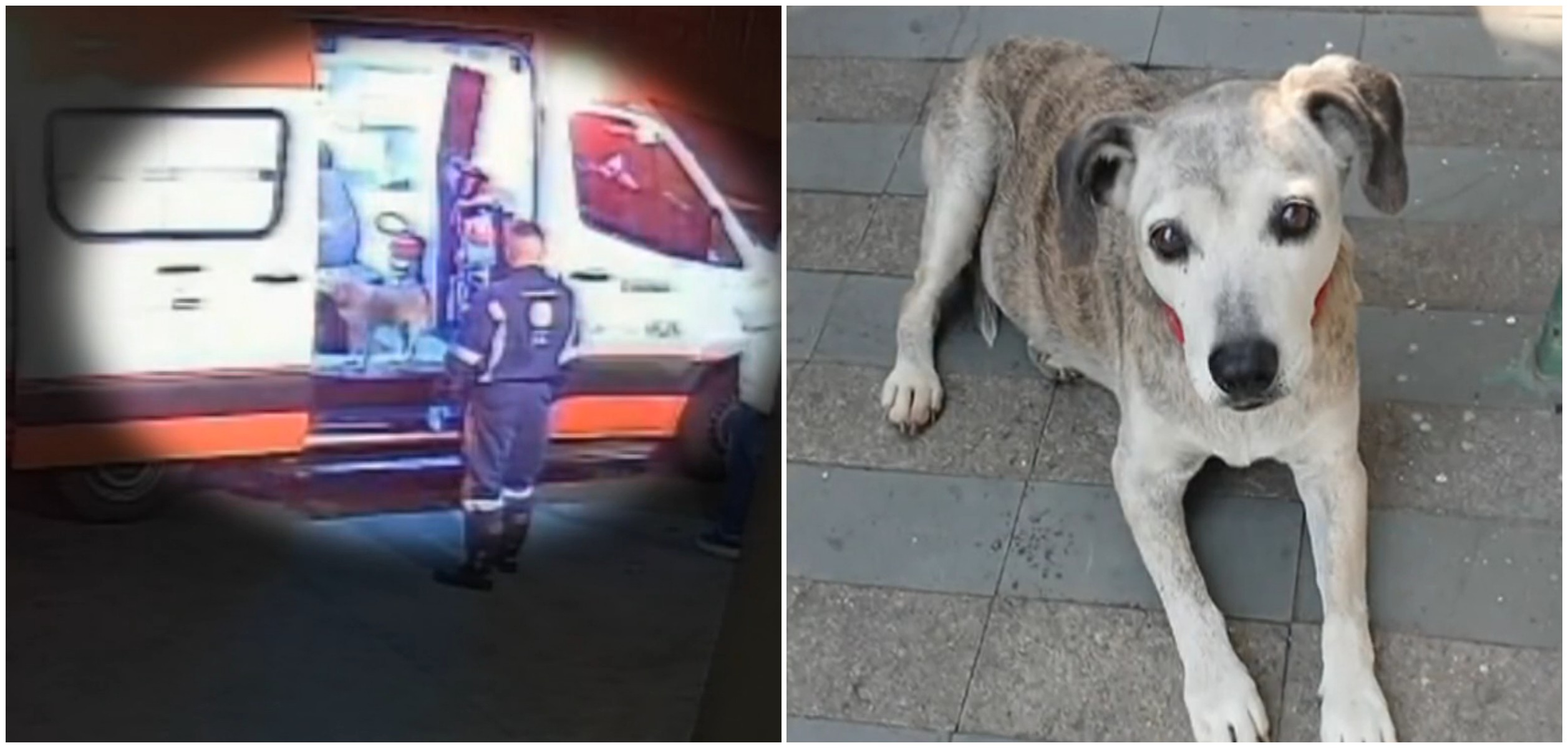 Savana, cachorrinha de 17 anos desaparecida em São Paulo
