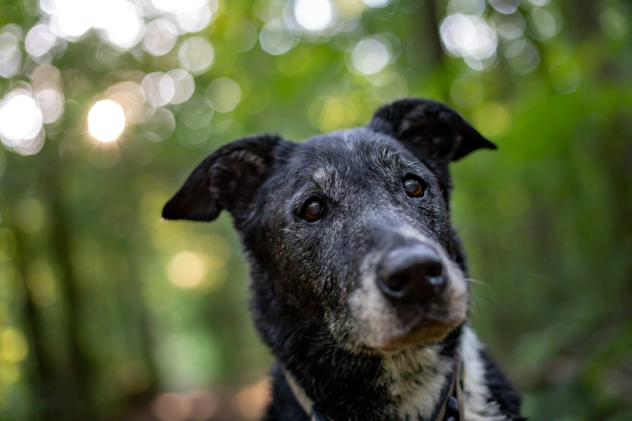 Cão idoso