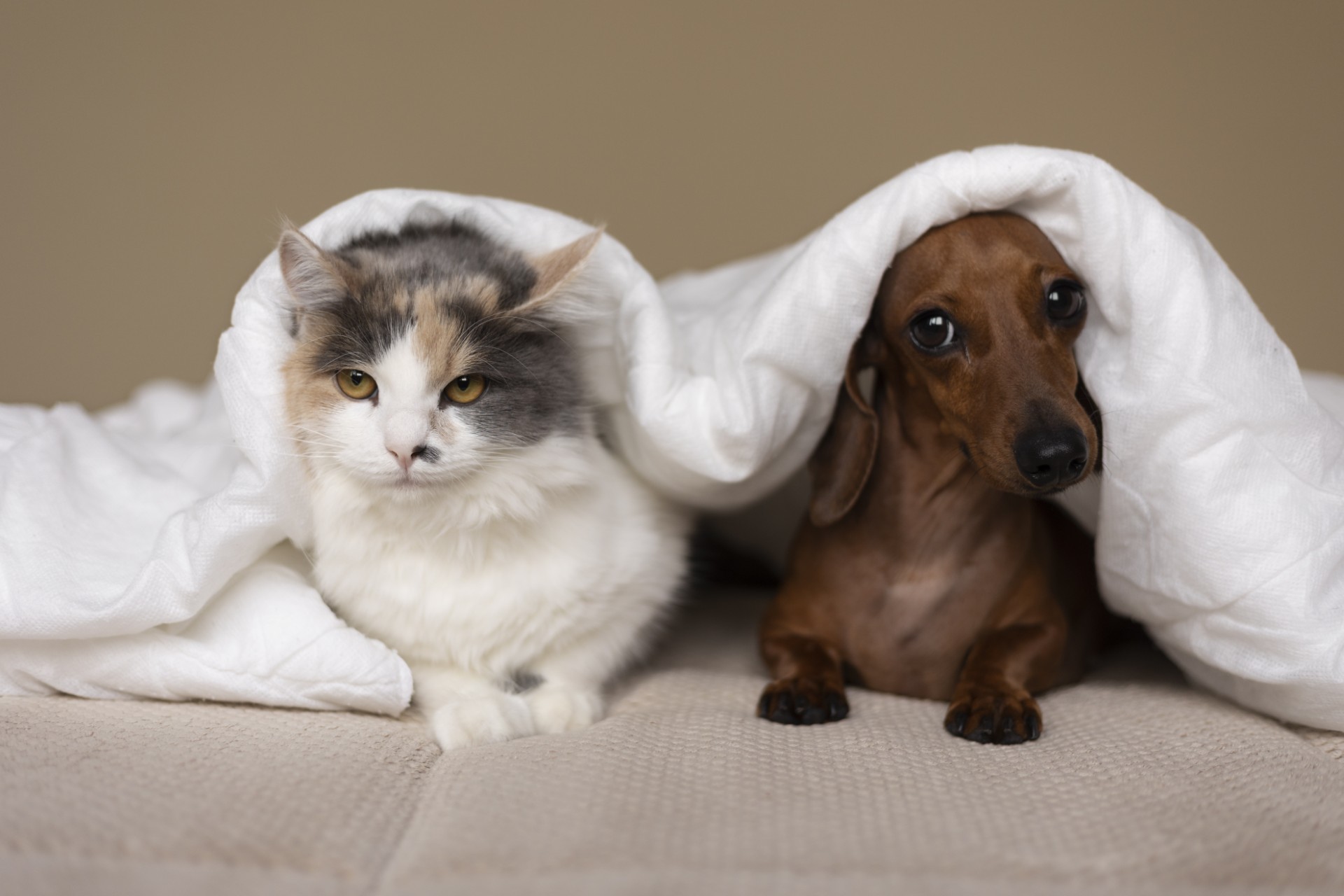 Cão e gato
