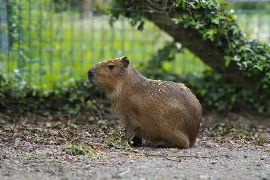 Capivara Samba em área gramada