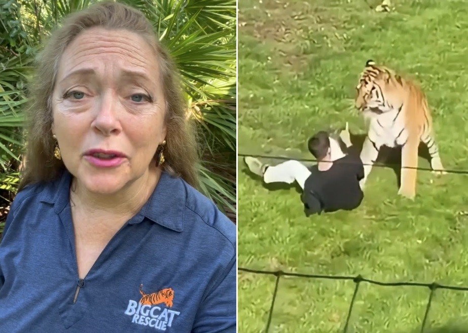 Tigre-siberiano em recinto de zoológico