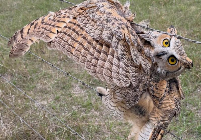 Coruja presa em arame farpado em cerca rural