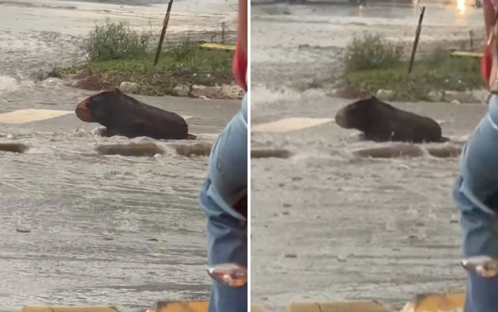 Tronco de árvore no meio de uma pista molhada em Goiânia