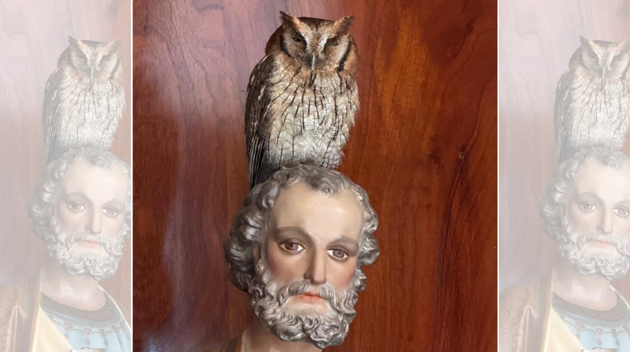 Corujinha-do-mato sobre imagem de São Pedro em igreja