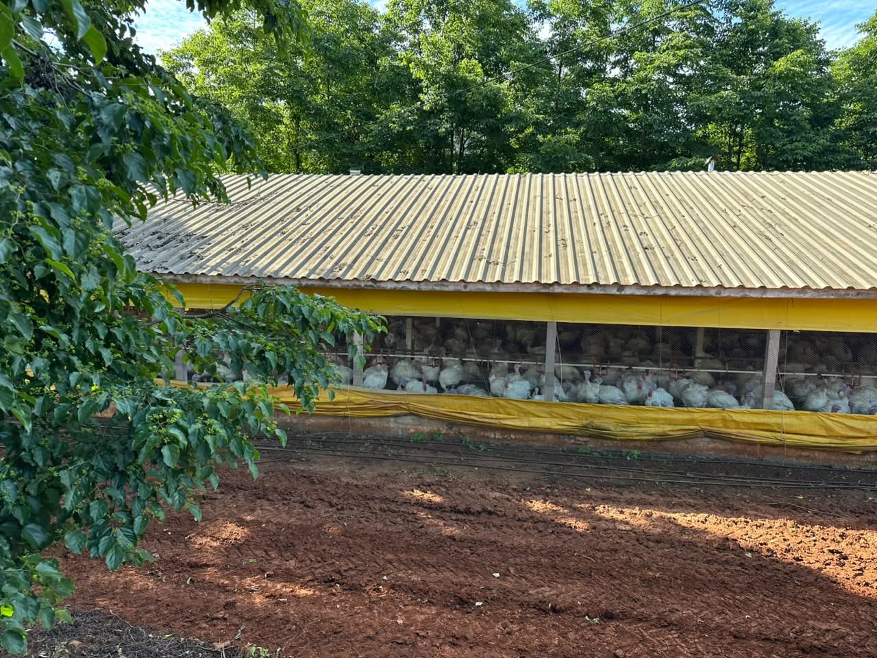 Granja de perus em Nova Itaberaba, Santa Catarina