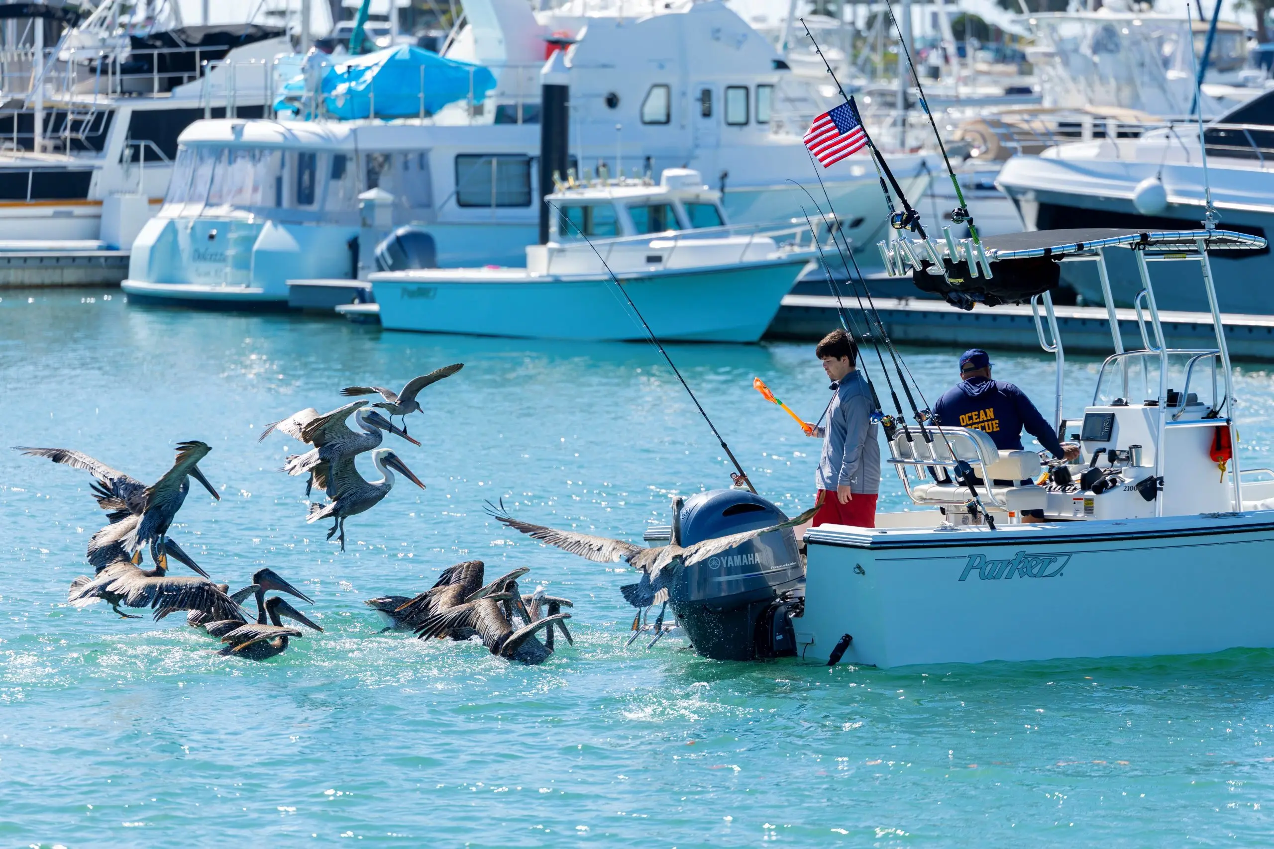 Pelicanos-pardos voam atrás de barco de pesca no mar