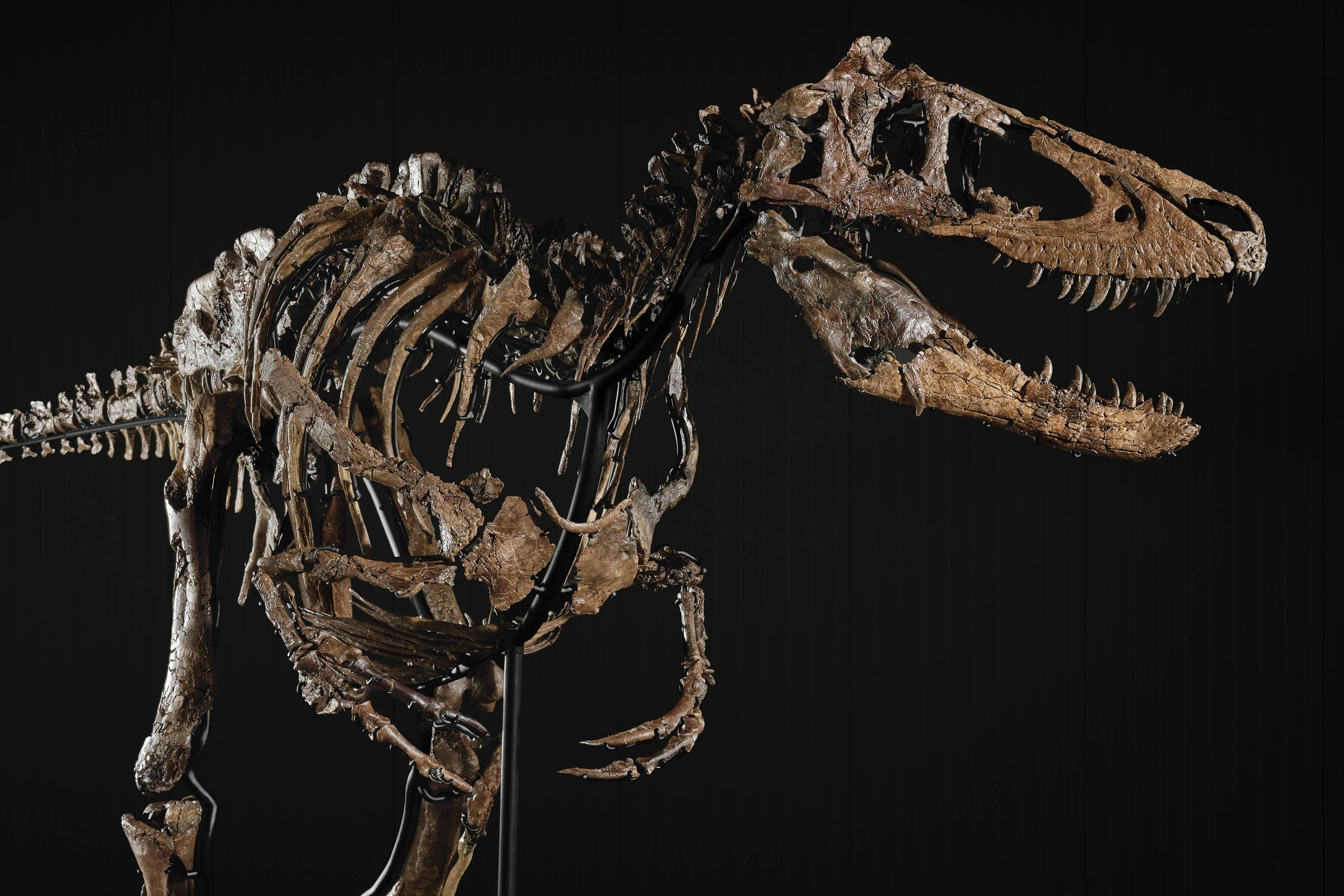 Esqueleto fóssil de Nanotyrannus apelidado de Jodi