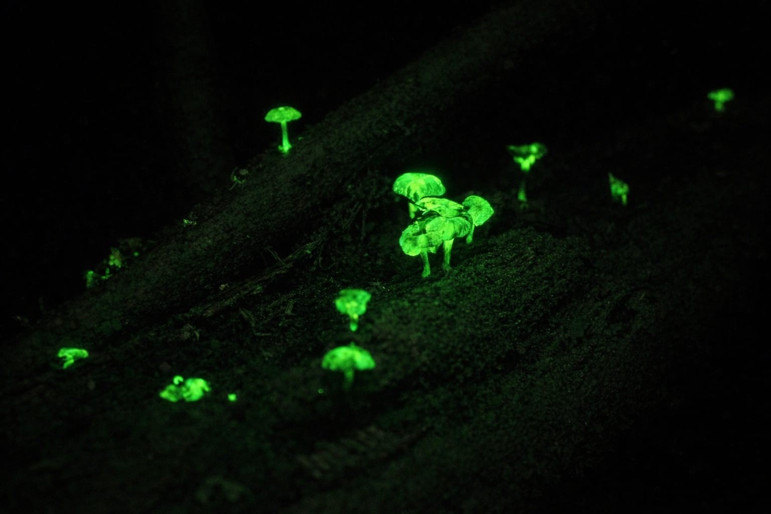 Fungos bioluminescentes emitem luz verde na mata durante a noite