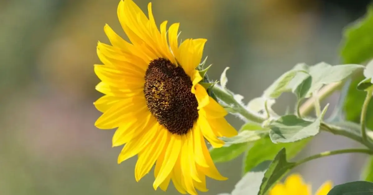 Girassóis amarelos cultivados em campo