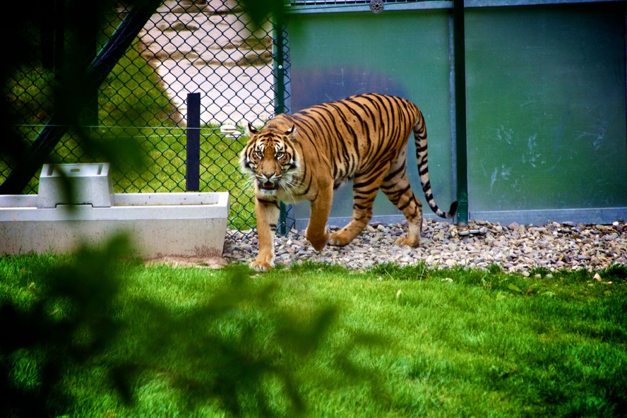 Tigre em recinto de zoológico