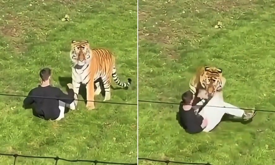 Tigre em recinto de zoológico