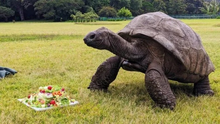 Jonathan, jabuti-gigante-de-aldabra de 194 anos
