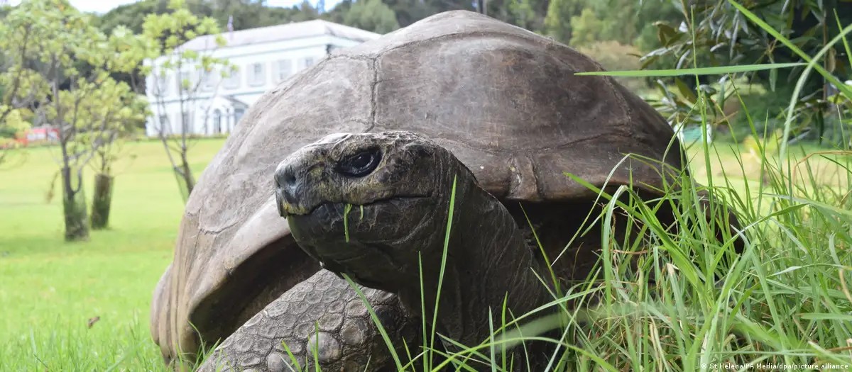 Jonathan, tartaruga-gigante de 194 anos, sobre gramado na ilha de Santa Helena